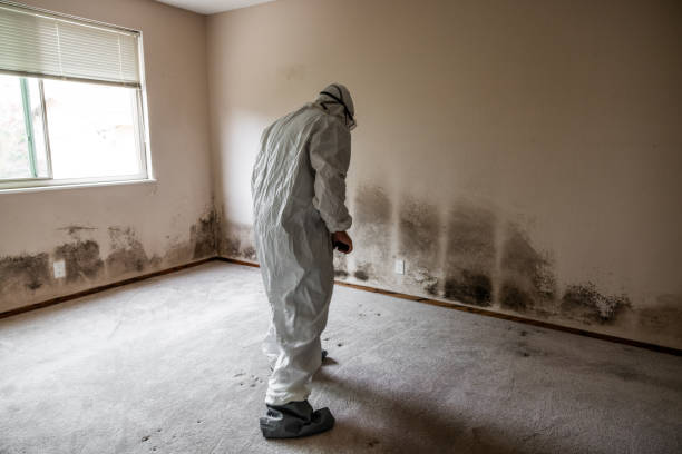 Best Residential Mold Removal  in Atlantic Beach, FL