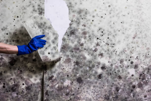 Best Attic Mold Removal  in Atlantic Beach, FL